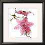 Clematites by Cedric Porchez Limited Edition Print