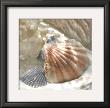 Coral Shell Iii by Donna Geissler Limited Edition Print