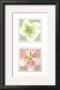 Helebores Iii by Laurence David Limited Edition Pricing Art Print