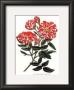 Rosa Mundi by George Henry Andrews Limited Edition Pricing Art Print