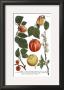 Weinmann Fruits Iv by Weimann Limited Edition Pricing Art Print