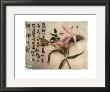 Oriental Lily by Julie Nightingale Limited Edition Pricing Art Print