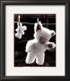 Teddy Bear Drying by U. Dresing Limited Edition Print