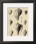 Shells On Khaki X by Denis Diderot Limited Edition Print