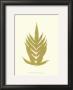 Lowes Fern Ii by Edward Lowe Limited Edition Print