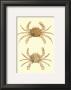 Antique Crab Iii by James Sowerby Limited Edition Print