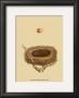 Antique Nest And Egg Iii by Reverend Francis O. Morris Limited Edition Print