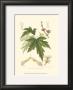 White Maple by Sprague Limited Edition Pricing Art Print
