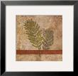 Nature Study I by John Kime Limited Edition Print