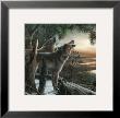Call Of The Wild by Kevin Daniel Limited Edition Print