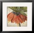 Orange Flower by Stephanie Marrott Limited Edition Print