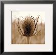 Thistle by Ann Dahlgren Limited Edition Print