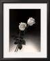 Roses by Dick & Diane Stefanich Limited Edition Print