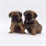 Two Border Terrier Puppies, 5 Weeks Old, Sitting Together by Jane Burton Limited Edition Print