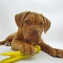 Dogue De Bordeaux Dog Puppy, 15 Weeks Old, Lying Down With Paw On Toy by Jane Burton Limited Edition Print