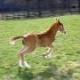 Domestic Horse, Chestnut British Show Pony Colt Foal Leaping Away, Uk by Jane Burton Limited Edition Print