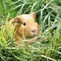 Golden Guinea Pig In Long Grass, Uk by Jane Burton Limited Edition Print