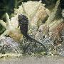 Spotted Seahorse Dark And Light Colour Phases, On Coral Reef, From Indo-Pacific by Jane Burton Limited Edition Print
