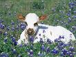 Domestic Texas Longhorn Calf, In Lupin Meadow, Texas, Usa by Lynn M. Stone Limited Edition Print