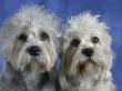 Two Dandie Dinmont Terrier Dogs by Petra Wegner Limited Edition Print