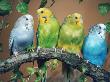 Four Budgerigars (Melopsittacus Undulatus) by Reinhard Limited Edition Print