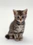 Domestic Cat, 7-Weeks, Silver Tortoiseshell Kitten by Jane Burton Limited Edition Print