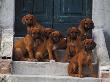 Domestic Dogs, Seven Rhodesian Ridgeback Puppies Sitting On Steps by Adriano Bacchella Limited Edition Print