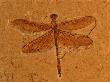 Fossil Insect, Dragonfly, Early Cretaceous, Brazil by John Cancalosi Limited Edition Print