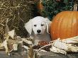 Golden Retriever Puppy (Canis Familiaris) Portrait With Pumpkin by Lynn M. Stone Limited Edition Print