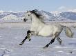 Gray Andalusian Stallion, Cantering In Snow, Longmont, Colorado, Usa by Carol Walker Limited Edition Print