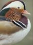 Mandarin Duck, Close Up Of Male Head, Usa by John Cancalosi Limited Edition Print