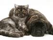 Smoke Exotic Kitten Curled Up With Sleeping Brindle English Mastiff Puppy by Jane Burton Limited Edition Pricing Art Print