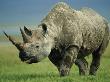 Black Rhino Portrait, Ngorongoro Nr, Tanzania by Staffan Widstrand Limited Edition Print