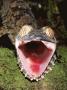 Leaf Tailed Gecko With Open Mouth, Nosy Mangabe Reserve, Madagascar by Pete Oxford Limited Edition Print