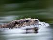European River Otter Swimming, Otterpark Aqualutra, Leeuwarden, Netherlands by Niall Benvie Limited Edition Print