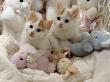Domestic Cat, Two Turkish Van Kittens With Soft Toys In Crib by Jane Burton Limited Edition Print