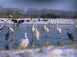 Great Egrets, And Grey Herons, On Frozen Lake, Pusztaszer, Hungary by Bence Mate Limited Edition Print