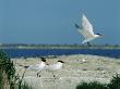 Caspian Terns, Breeding Colony On Island In Baltic Sea, Sweden by Bengt Lundberg Limited Edition Pricing Art Print