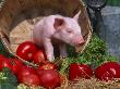Domestic Piglet, In Bucket With Apples, Mixed Breed, Usa by Lynn M. Stone Limited Edition Print