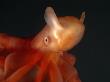 Deep Sea Cirrate Octopod, From 800M Depth, Atlantic by David Shale Limited Edition Print