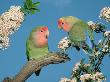 Pair Of Peach-Faced Lovebirds by Petra Wegner Limited Edition Print
