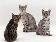 Domestic Cat, Female Silver Egyptian Mau With Two Of Her 14-Week Kittens by Jane Burton Limited Edition Print