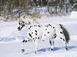 Appaloosa Horse Trotting Through Snow, Usa by Lynn M. Stone Limited Edition Print