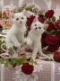 Domestic Cat, Amber-Eyed And Blue-Eyed White Kittens In A Large Teacup With Bowl Of Roses by Jane Burton Limited Edition Print