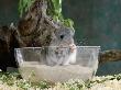 Long-Tailed Chinchilla Sand Bathing by Steimer Limited Edition Print