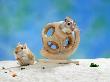 Gerbil At Play by Steimer Limited Edition Print