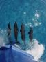 Atlantic Spotted Dolphins (Stenella Frontalis) Bowriding Bahamas by Jurgen Freund Limited Edition Print