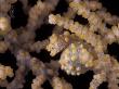 Pygmy Seahorse Camouflaged In Fan Coral, Indo-Pacific by Jurgen Freund Limited Edition Print