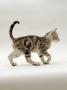 Domestic Cat, 14-Week, Silver Tabby Male Kitten by Jane Burton Limited Edition Print