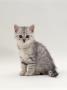 Domestic Cat, 7-Week, Silver Kitten Male by Jane Burton Limited Edition Print